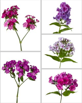 Specialty Mixed Flower Boxes