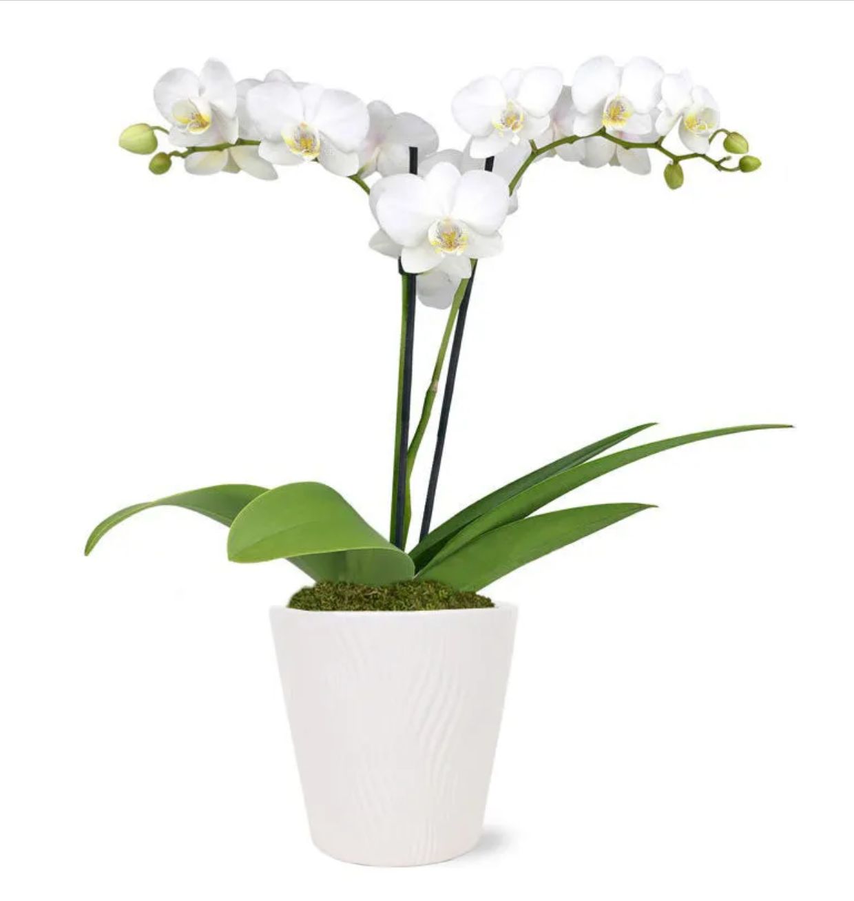 Phalaenopsis Orchid (Moth Orchid) Phalaenopsis Orchid (Moth Orchid)