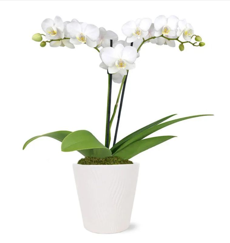 Phalaenopsis Orchid (Moth Orchid)