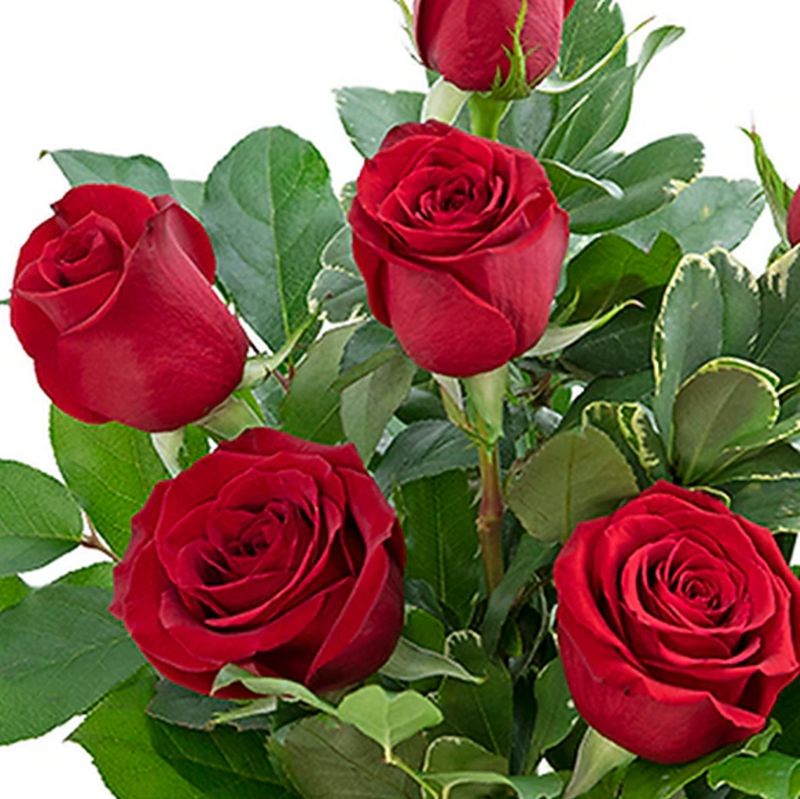 Half Dozen Roses