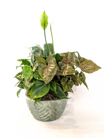 Petite Dishgarden (Ceramic)