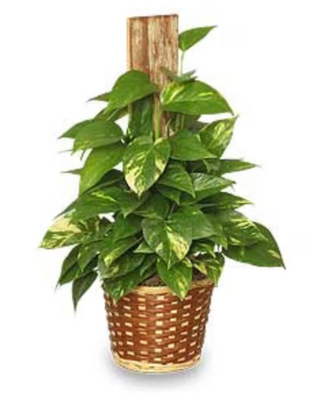 Pothos On A Pole (6")