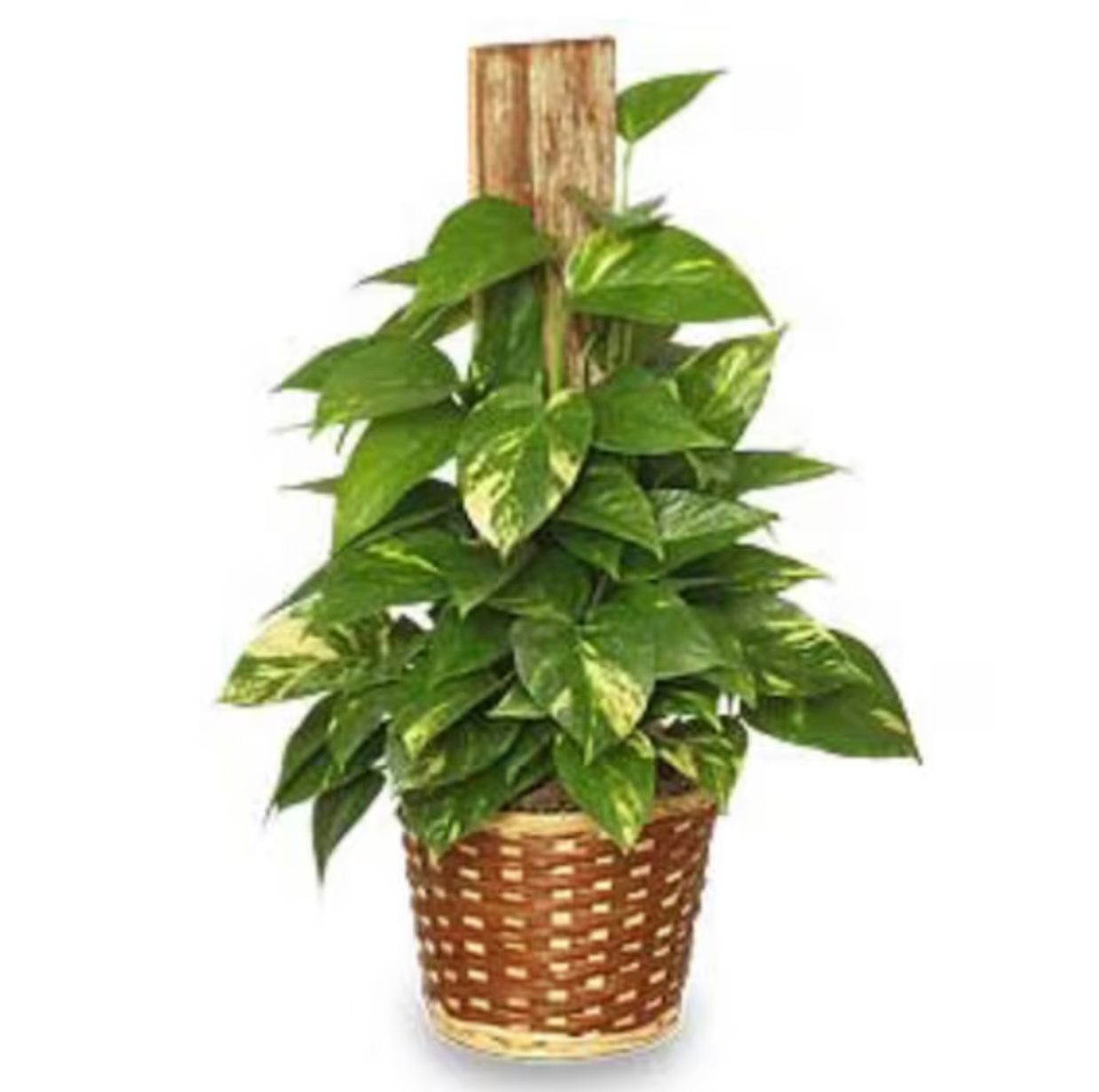 Pothos On A Pole (6")