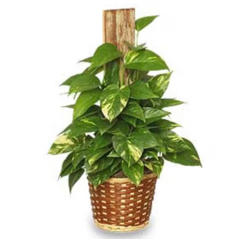 Pothos On A Pole (6")