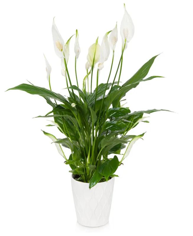 Elegant Peace Lily Plant (4 inch)