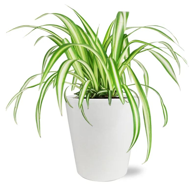 Stunning Spider Plant Stunning Spider Plant