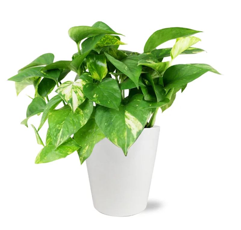 Peaceful Pothos Planter Peaceful Pothos Planter