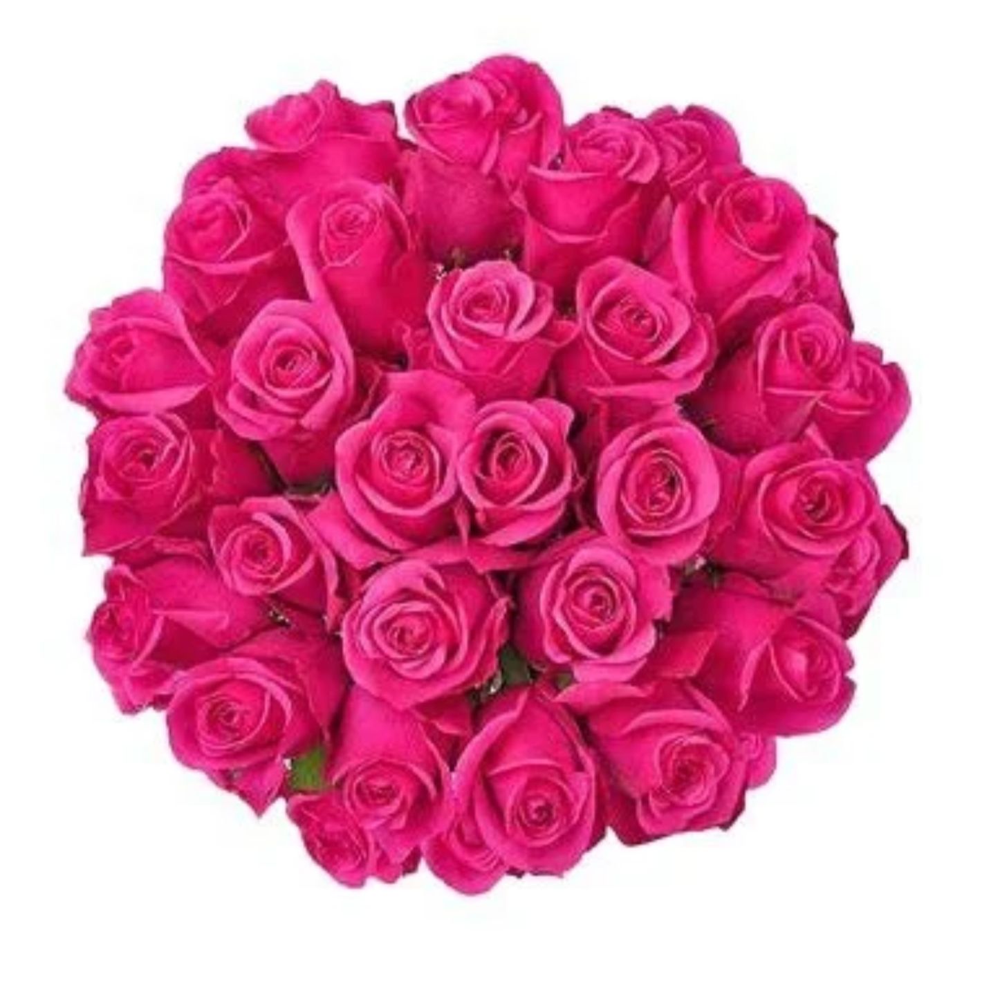 Two Dozen Hot Pink Roses Wrapped