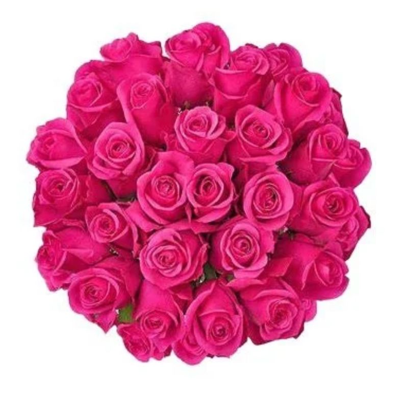 Two Dozen Hot Pink Roses Wrapped