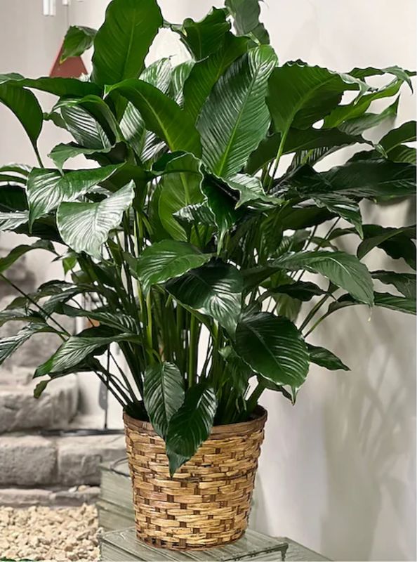 Tall Peace Lily (10 inch) in Wicker Basket