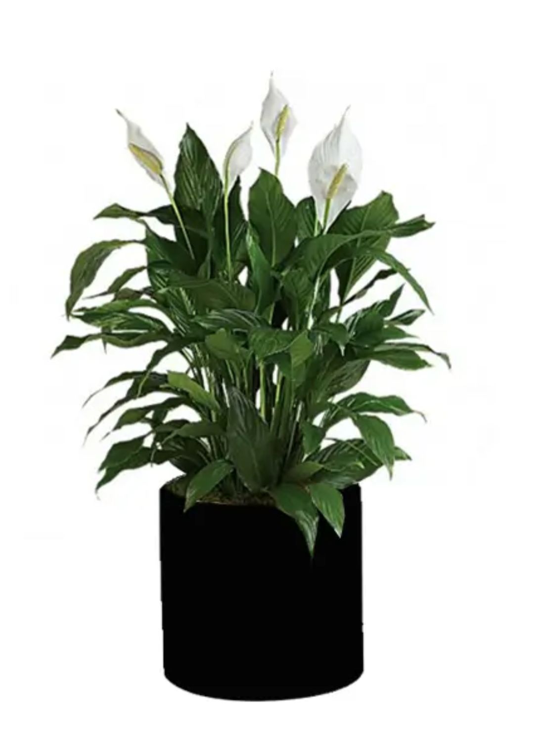 Medium Peace Lily (8 inch) Medium Peace Lily (8 inch)