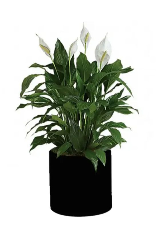 Medium Peace Lily (8 inch)