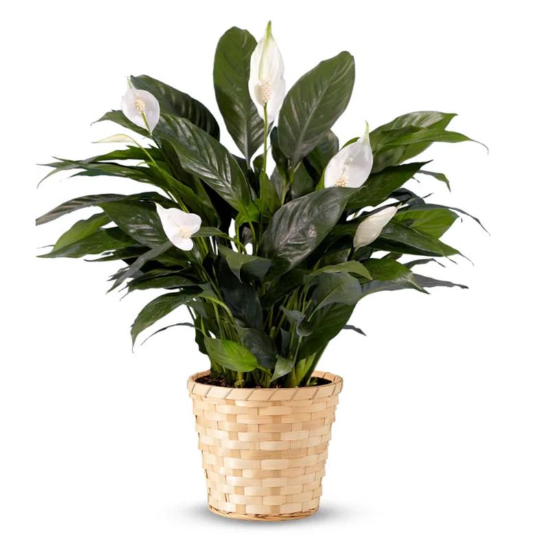 Small Peace Lily in Natural Wicker Basket