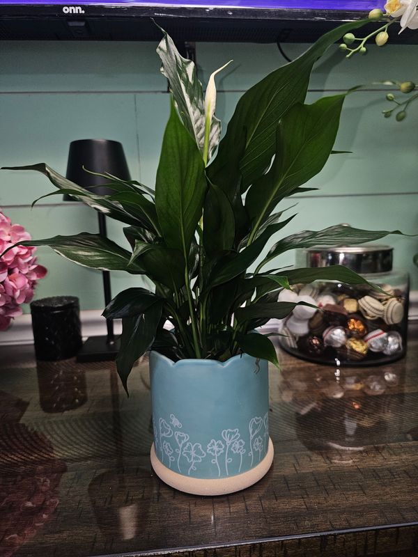 Spring Peace Lily