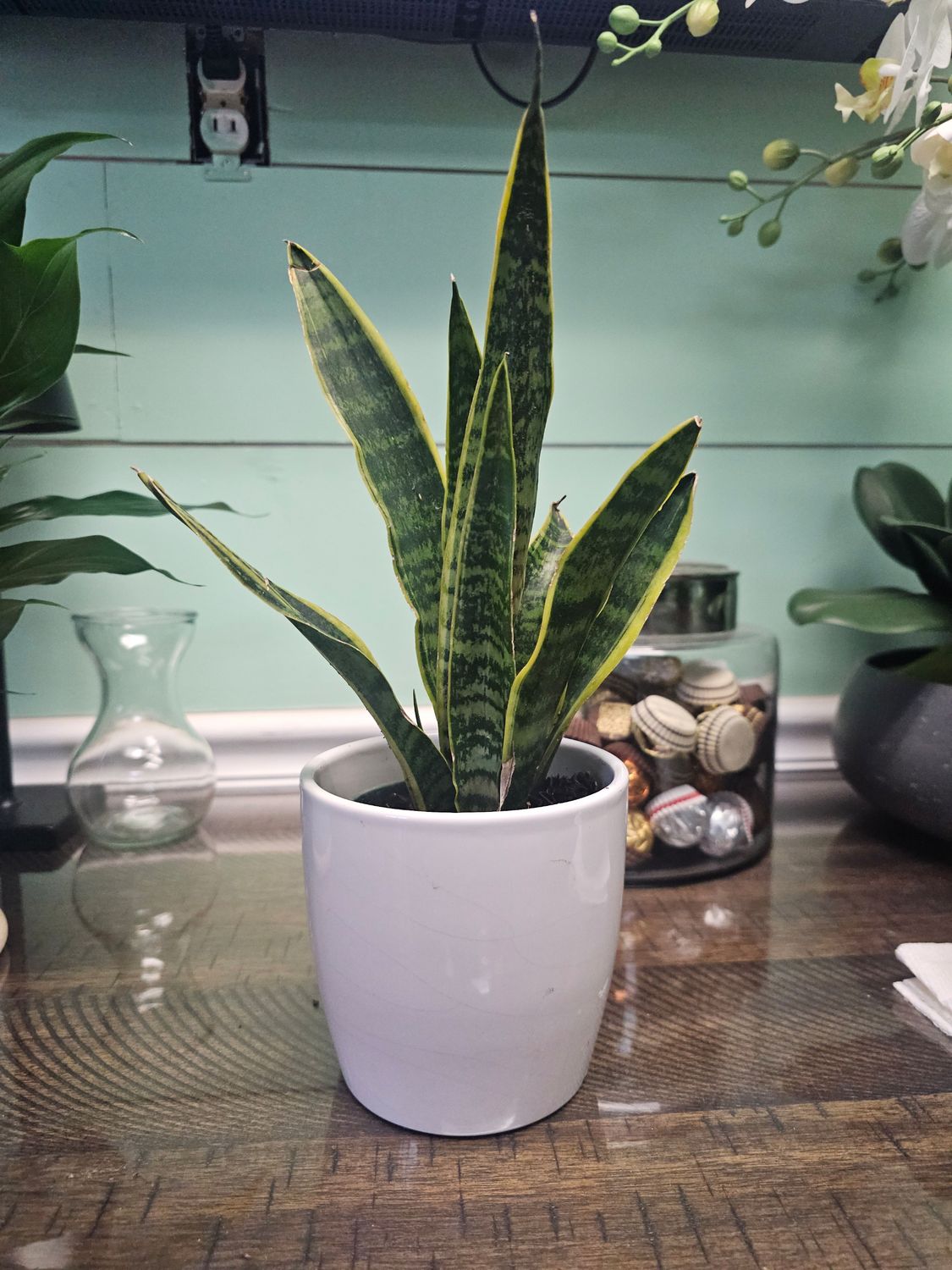Snake Plant (Sanseveria:  Laurentii )