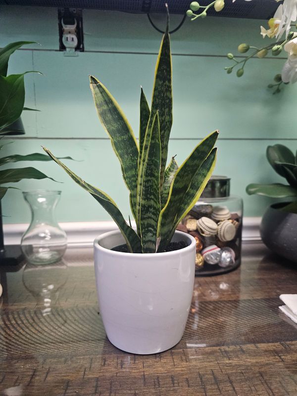 Snake Plant (Sanseveria:  Laurentii )