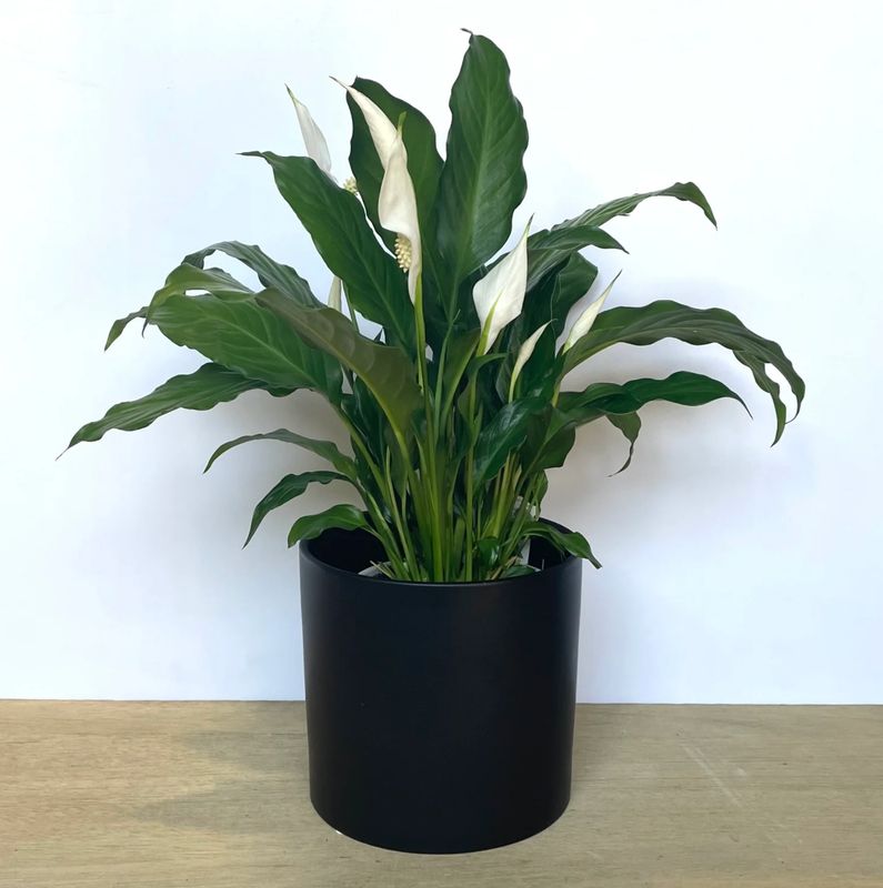 Large Peace Lily  (10 inch)
