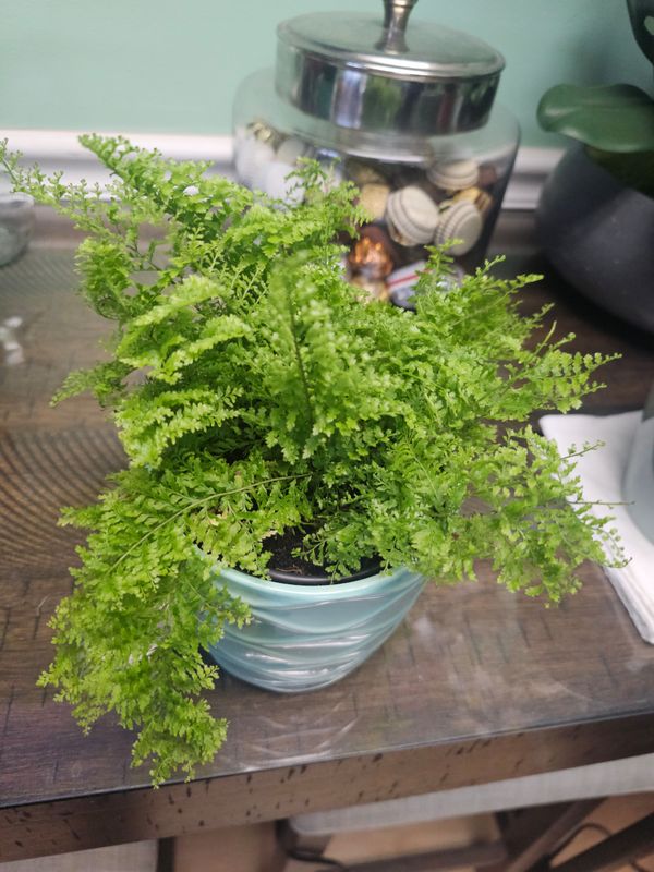 Fluffy Ruffly Fern