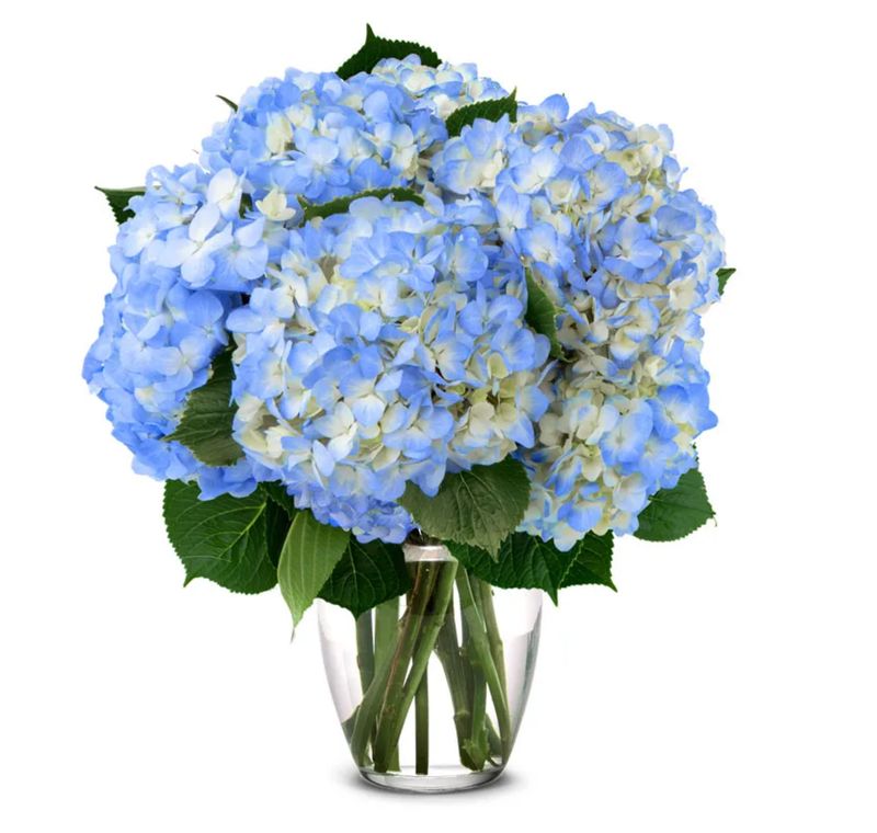 Blue Hydrangea Bouquet
