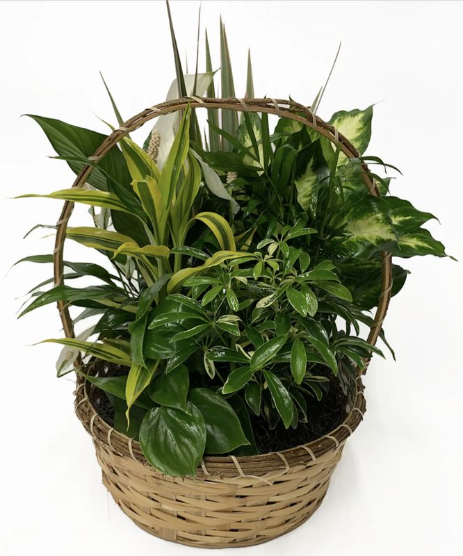 Wicker Basket Dishgarden