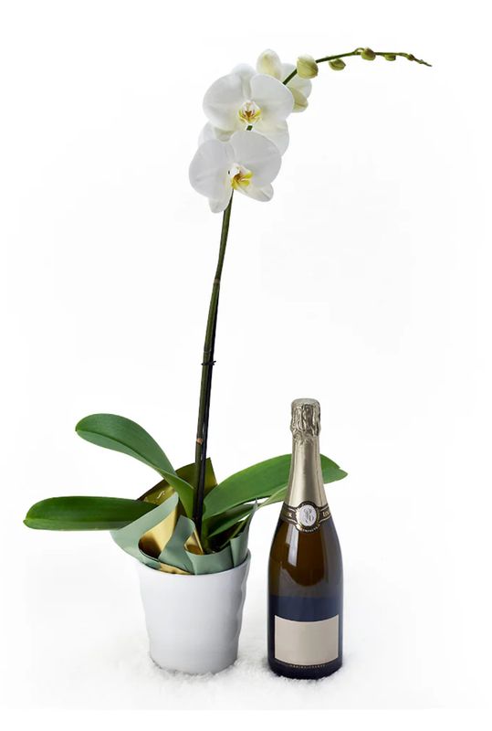 PURE &amp; SIMPLE FLOWERS &amp; CHAMPAGNE GIFT