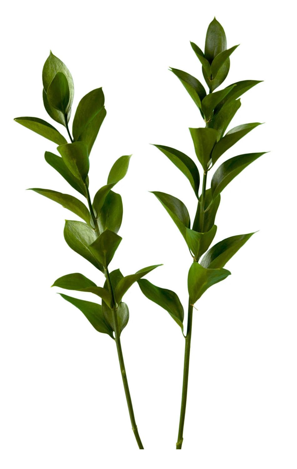 Israeli Ruscus (2 count)