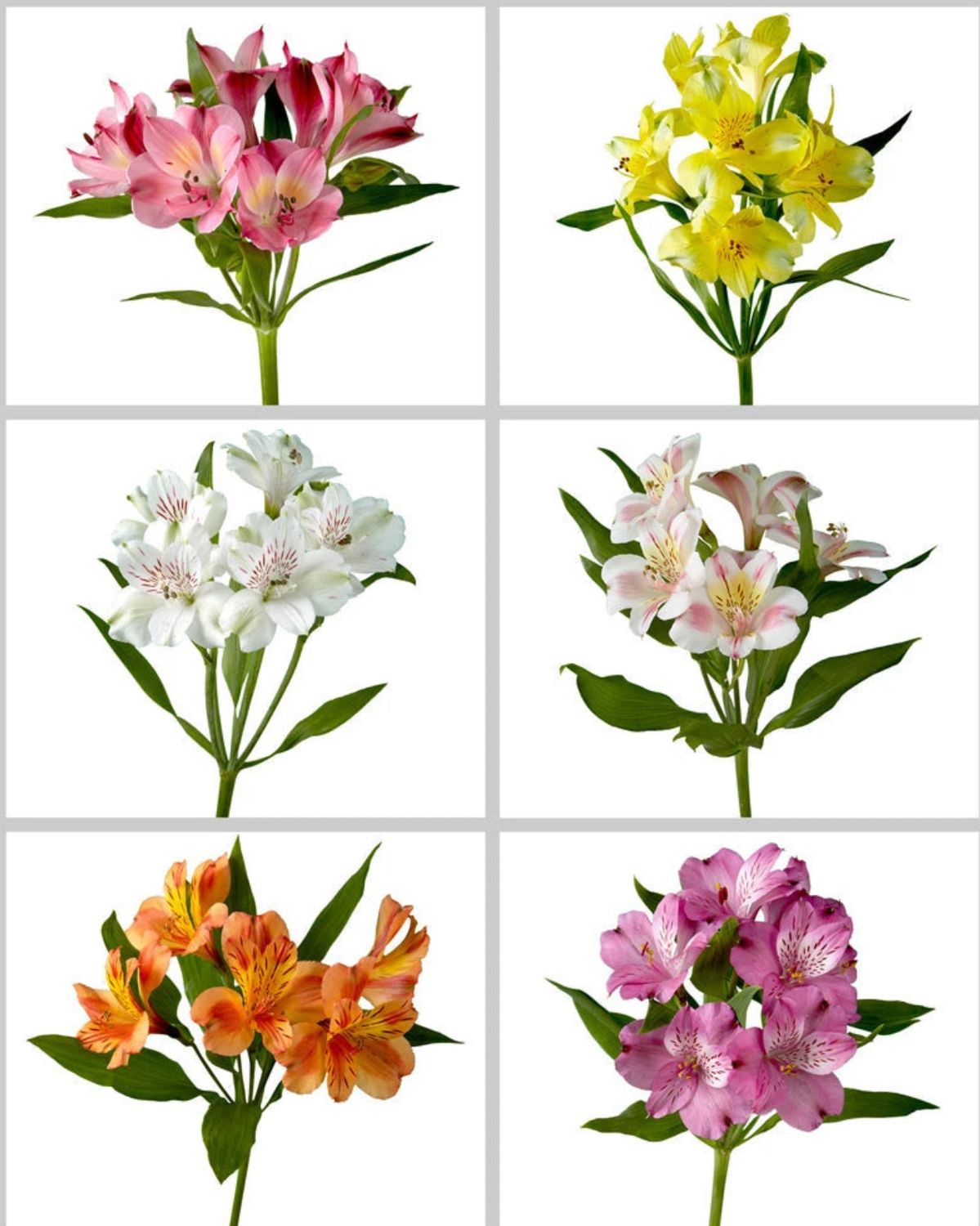 Alstroemeria