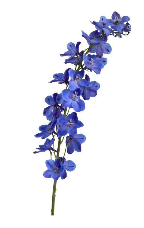 Blue Delphinium