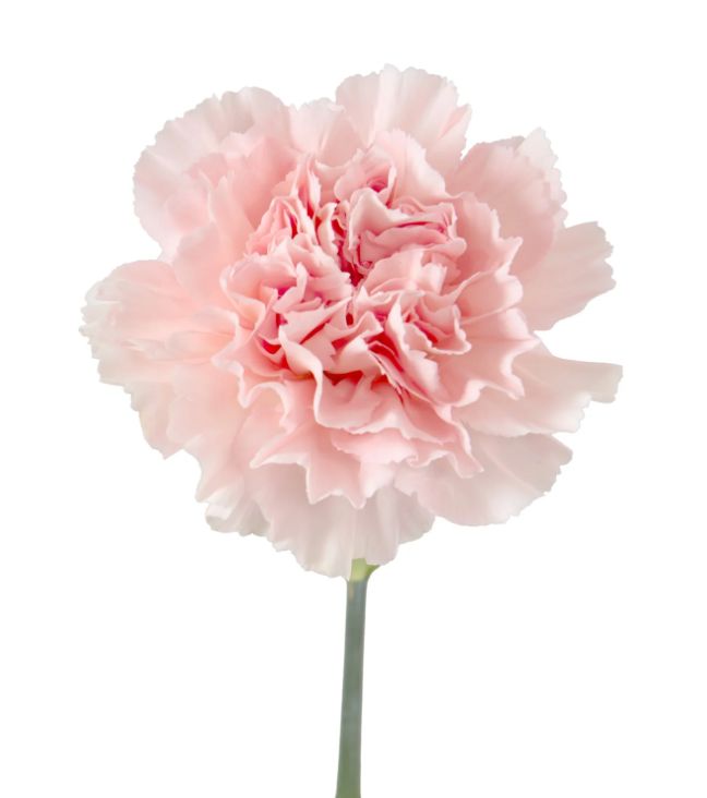 Carnation
