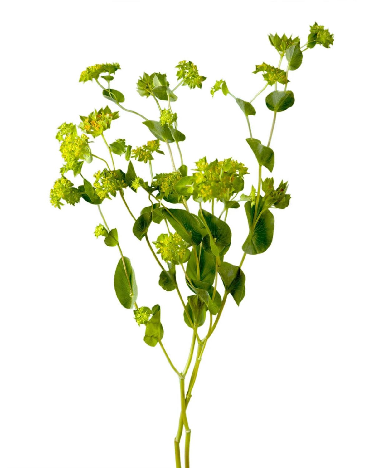 Bupleurum - 70 CM