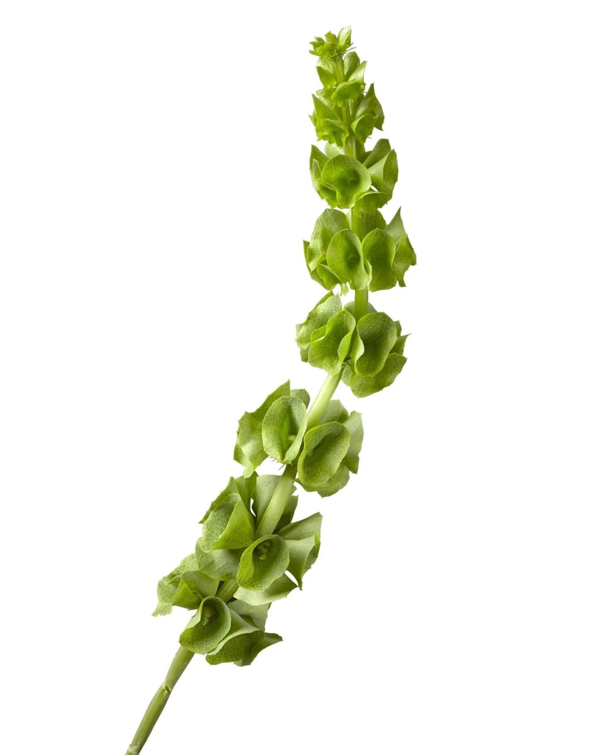 Bells Of Ireland (MOLUCELLA) 70 CM