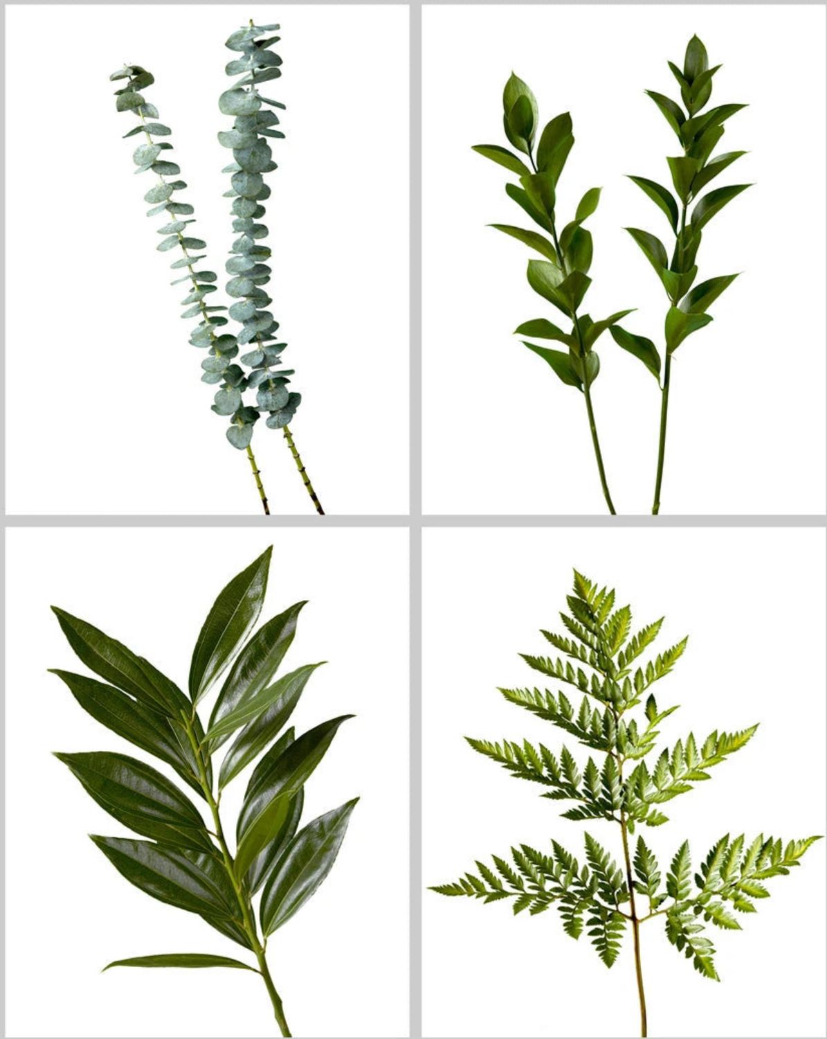 Greenery Box - Designer's Mix