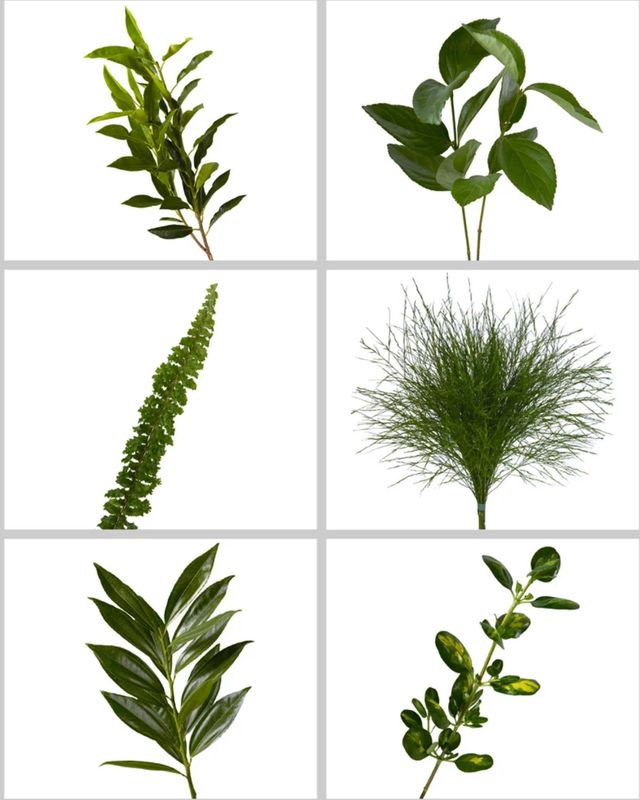 Greenery Mix - Designer's Mix Extra