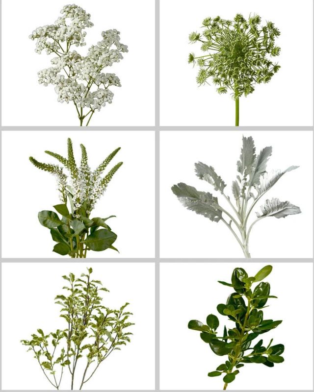 Greenery Mix - Fillers Fancy