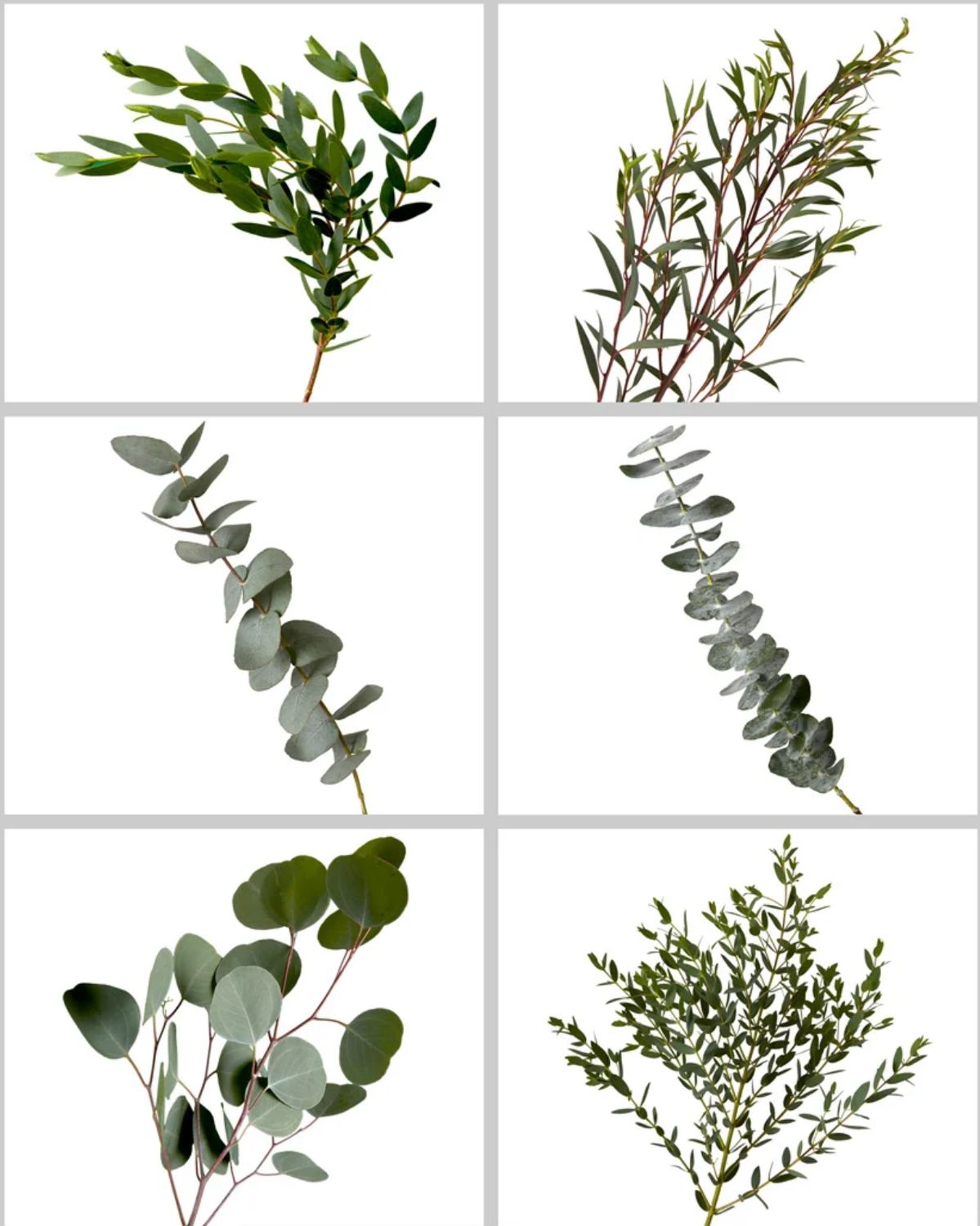 Greenery Mix - Eucalyptus Extra