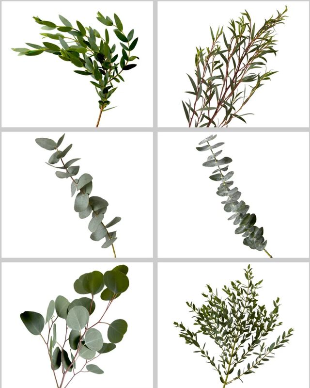 Greenery Mix - Eucalyptus Extra