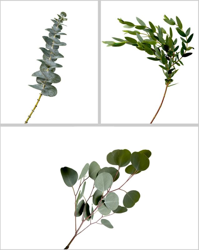 Greenery Box - Eucalyptus