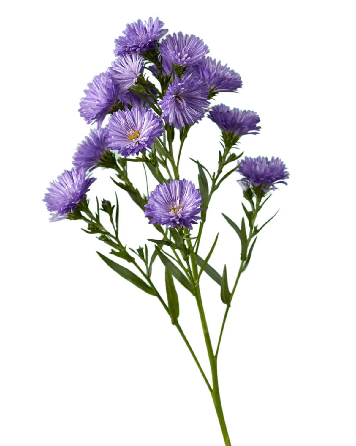 Purple Aster