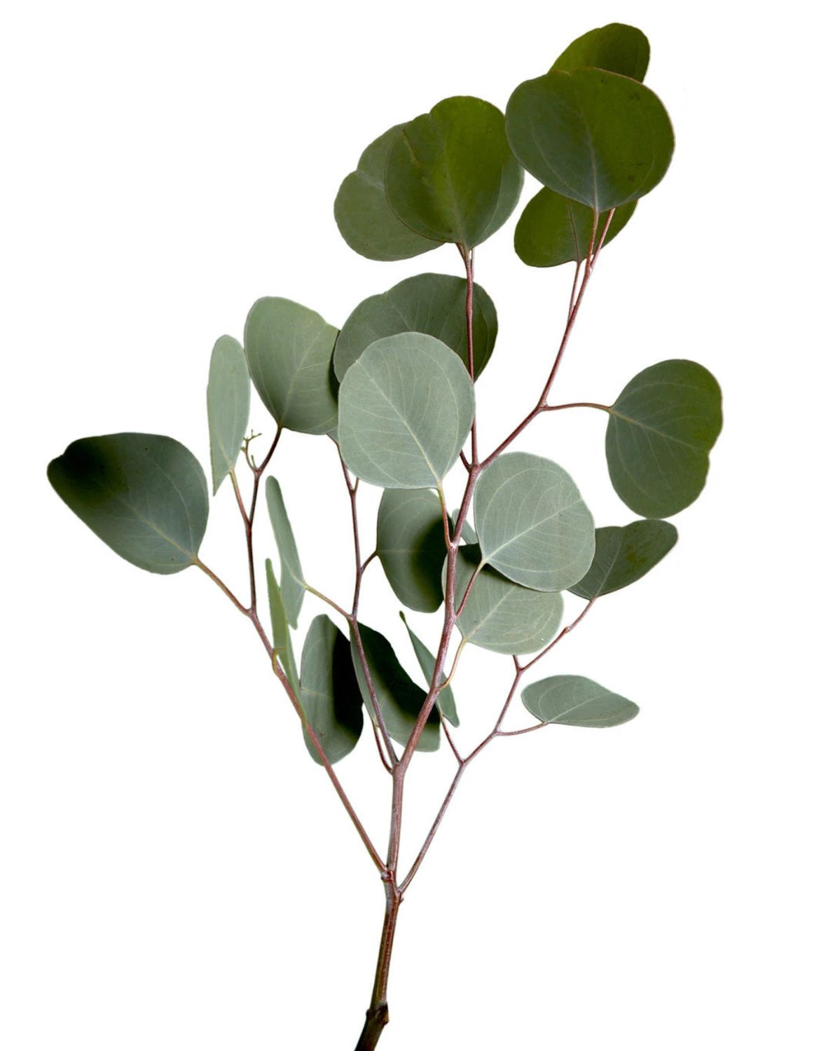 Silver Dollar Eucalyptus