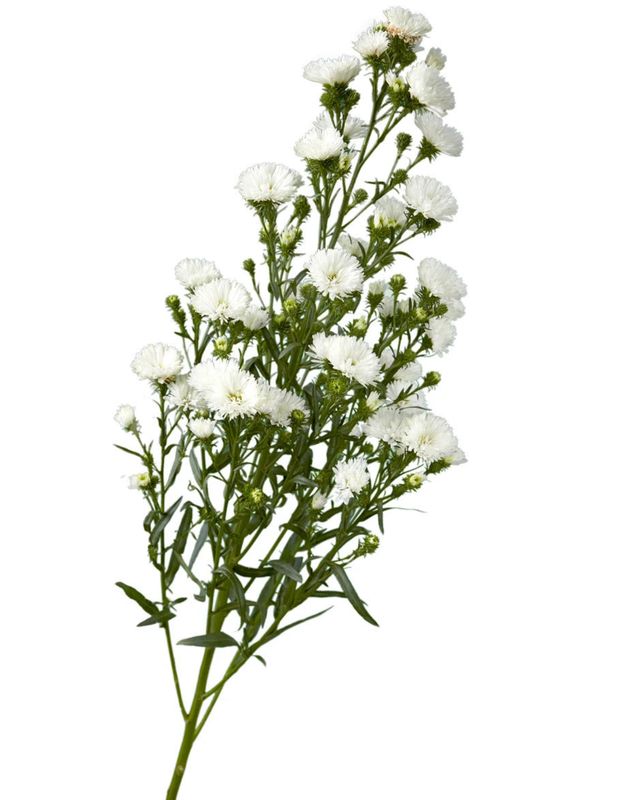White Aster