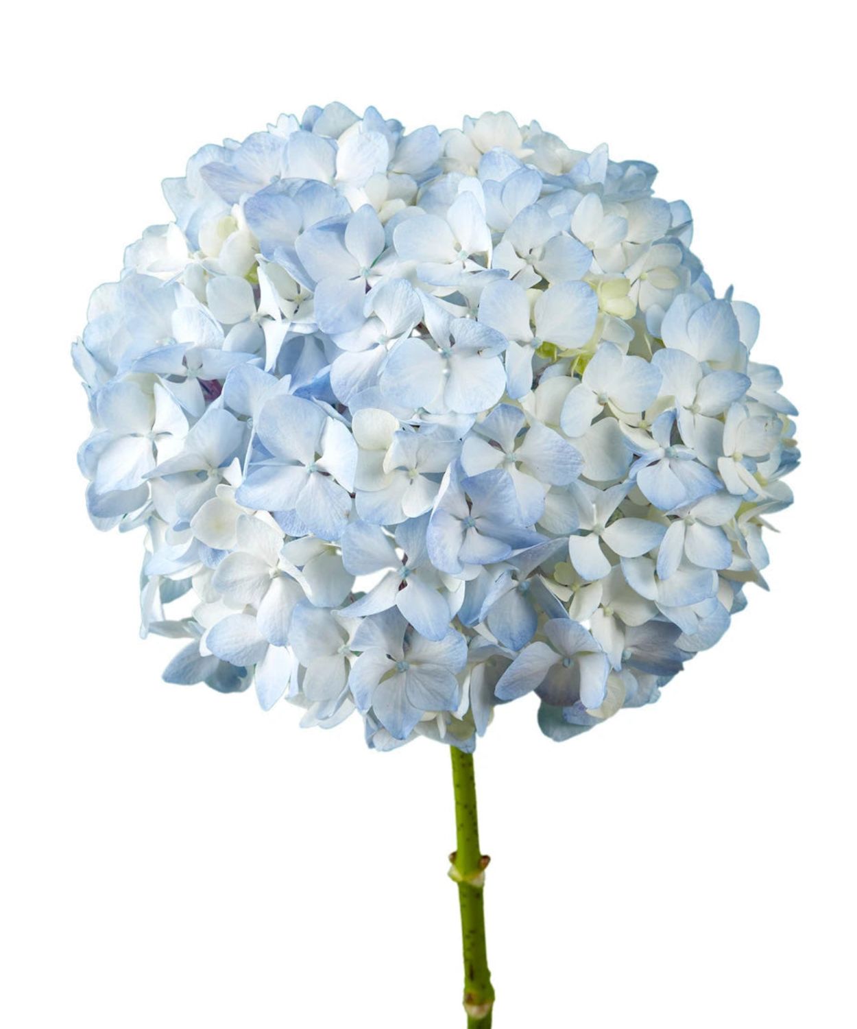 Blue Hydrangea