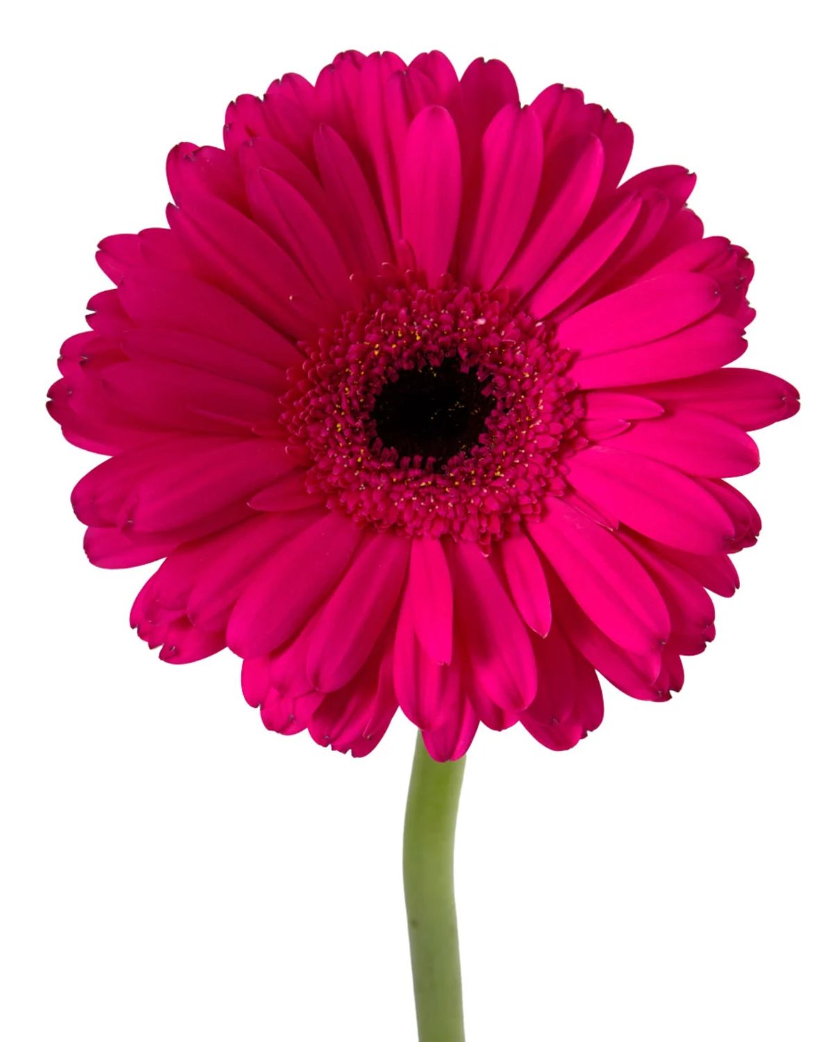Gerbera Daisy