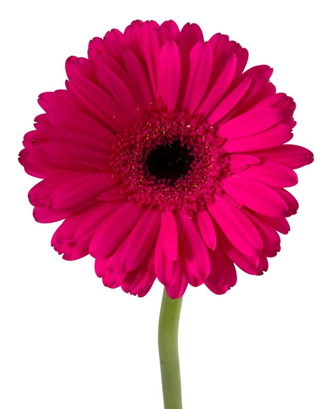 Gerbera Daisy