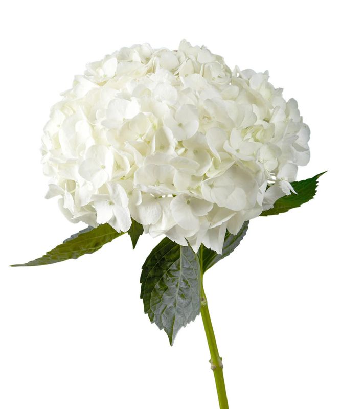 White Hydrangea
