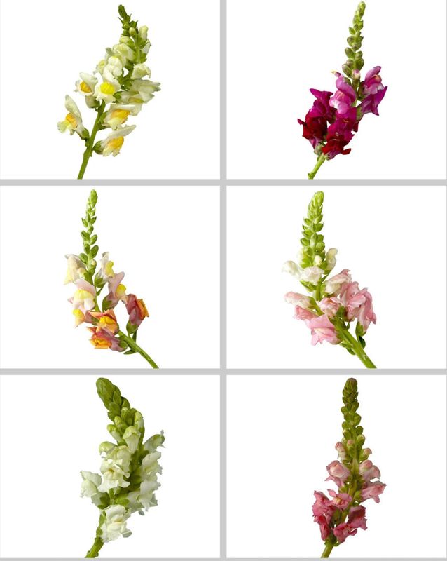 Snapdragon