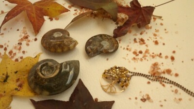 Ammonite Fossil