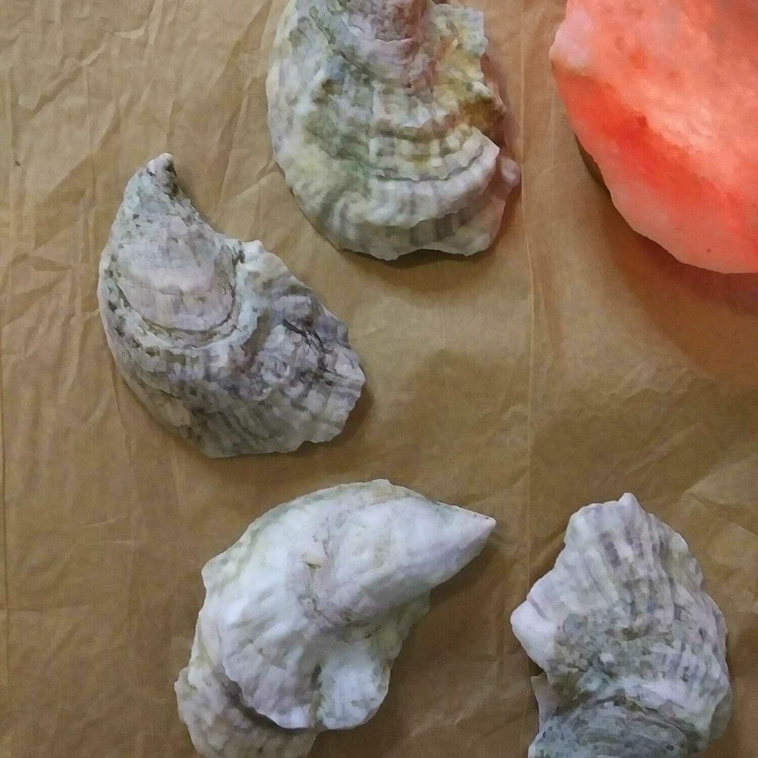 Shells (small)
