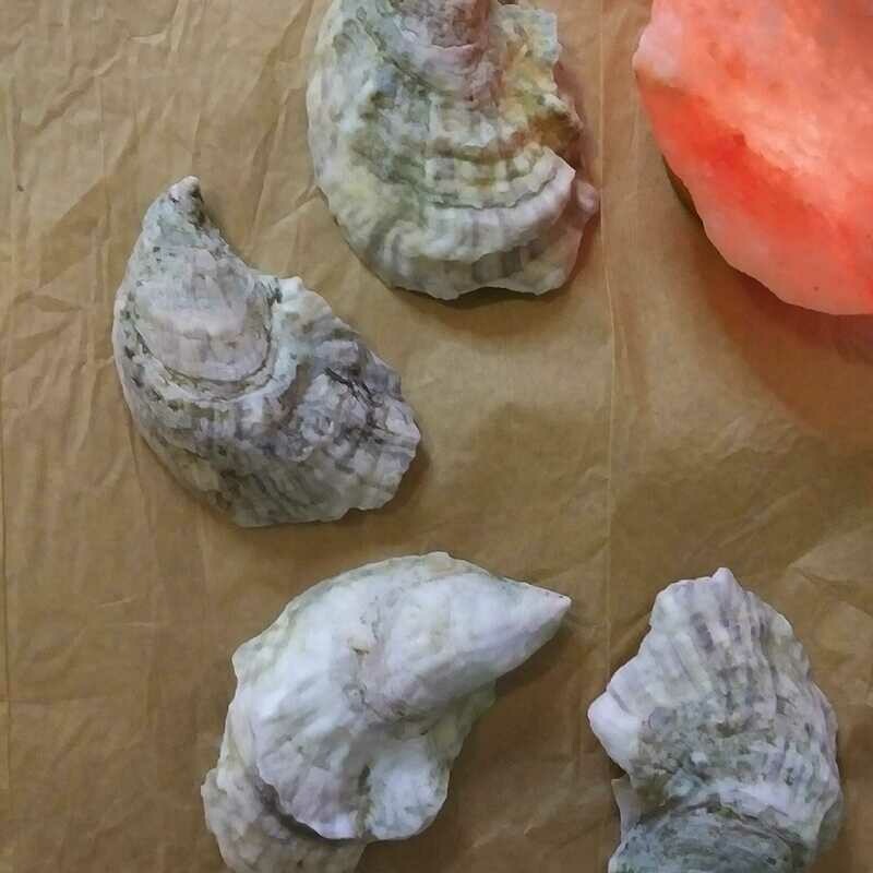 Shells (small)