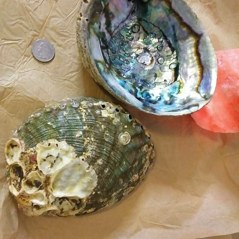 Shells (large)