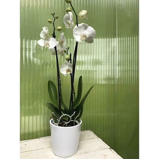 Phalaenopsis